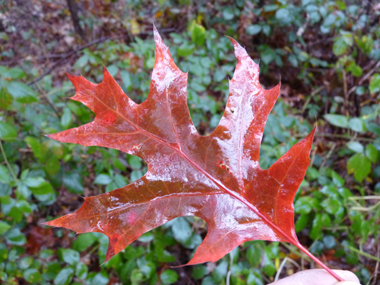 Feuilles découpées dont la face supérieure est plus luisante que chez le chêne rouge et prennant une teinte rouge écarlate à l'automne puis devenant marron juste avant de tomber. Agrandir dans une nouvelle fenêtre (ou onglet)